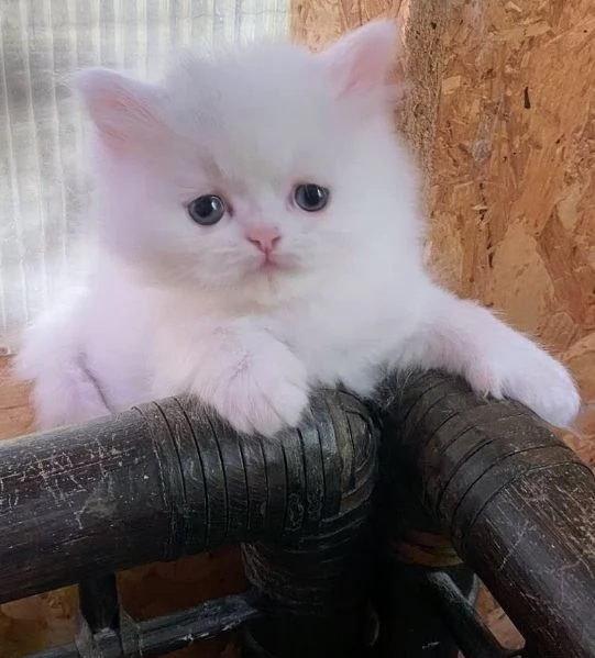Gattino persiano maschio  | Foto 1
