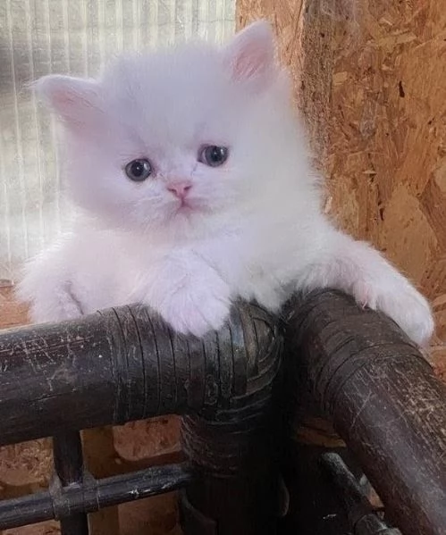 Gattino persiano maschio  | Foto 0