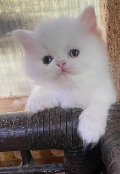 Gattino persiano maschio 