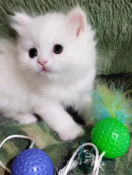 Cucciola persiana femmina | Foto 4