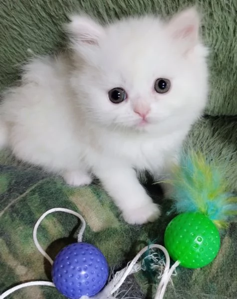 Cucciola persiana femmina | Foto 3