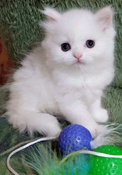 Cucciola persiana femmina