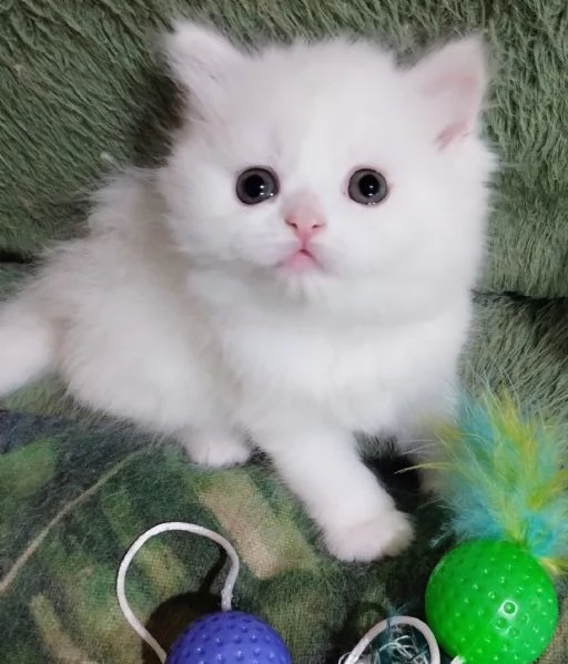 Cucciola persiana femmina | Foto 2