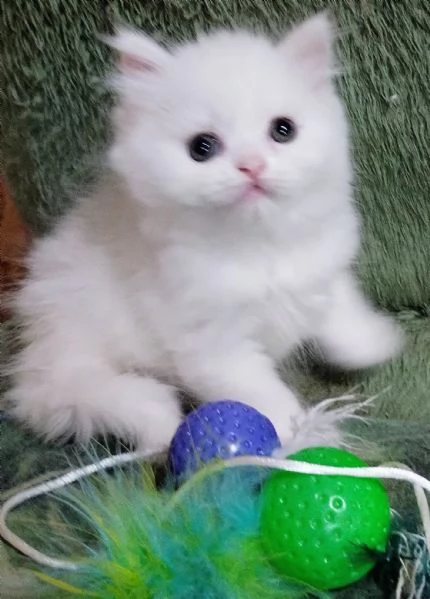 Cucciola persiana femmina | Foto 1