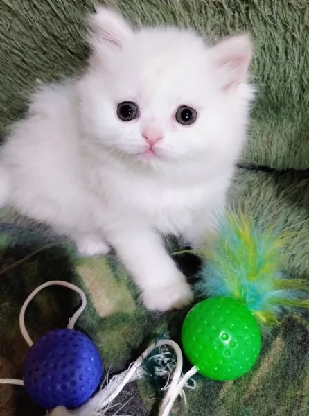 Cucciola persiana femmina | Foto 0
