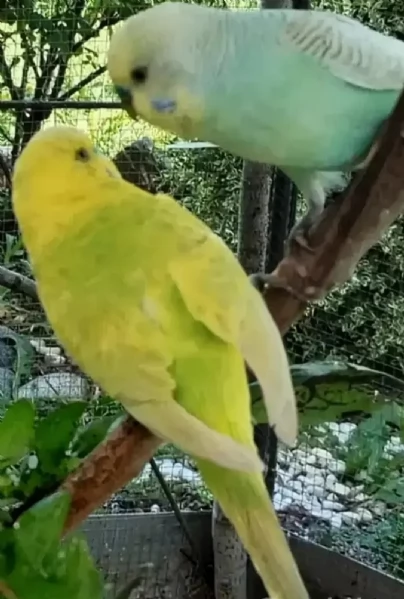 Cocoriti  Pappagallini ondulati maschi e femmine 