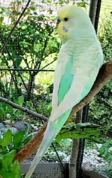 Cocoriti  Pappagallini ondulati maschi e femmine  | Foto 0