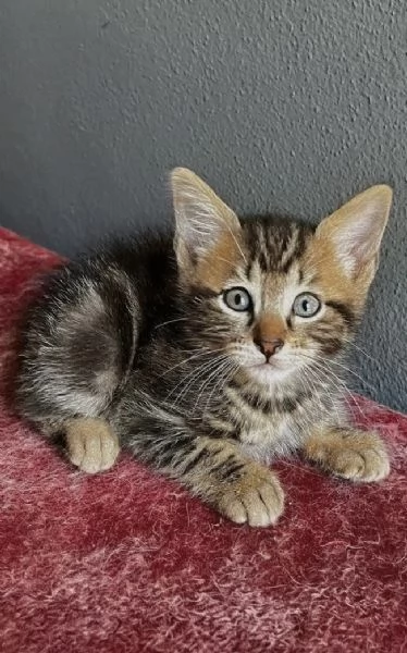 Gattino maschio incrocio norvegese  | Foto 4