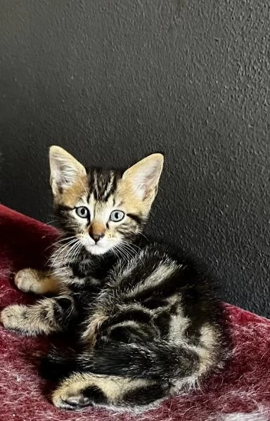 Gattino maschio incrocio norvegese  | Foto 3