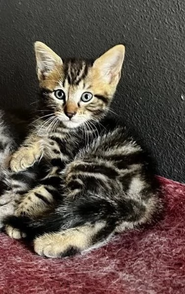 Gattino maschio incrocio norvegese  | Foto 2