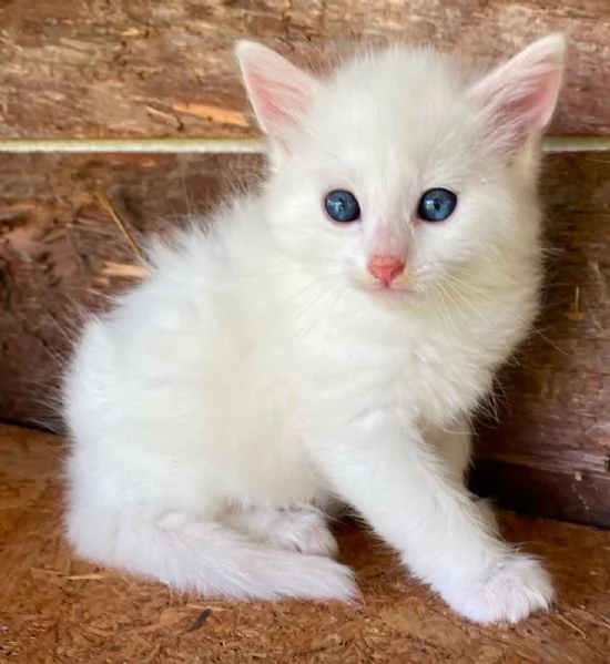 Gattino maschio simil Norvegese delle Foreste  | Foto 5