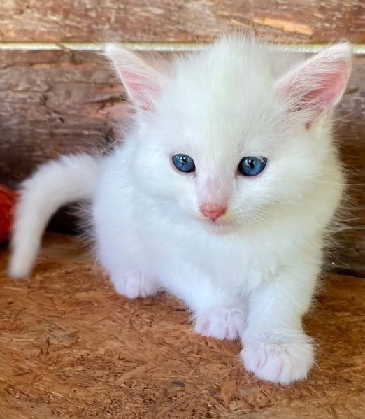 Gattino maschio simil Norvegese delle Foreste  | Foto 4