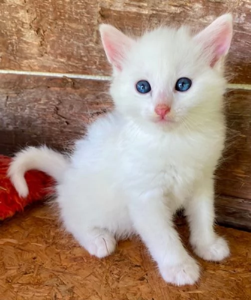 Gattino maschio simil Norvegese delle Foreste  | Foto 3