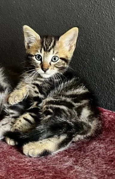 Gattino maschio incrocio norvegese  | Foto 1