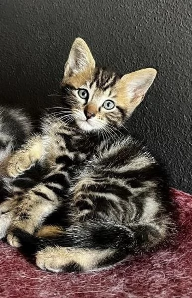 Gattino maschio incrocio norvegese 