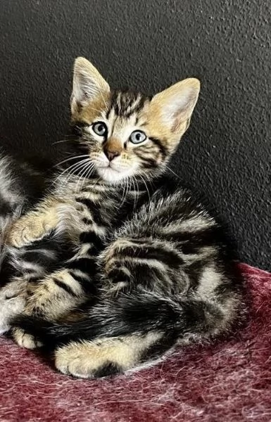 Gattino maschio incrocio norvegese  | Foto 0