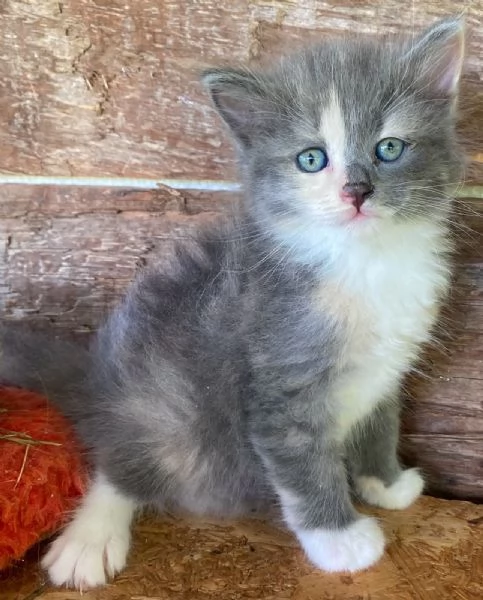 Gattina femmina simil Norvegese delle Foreste  | Foto 6