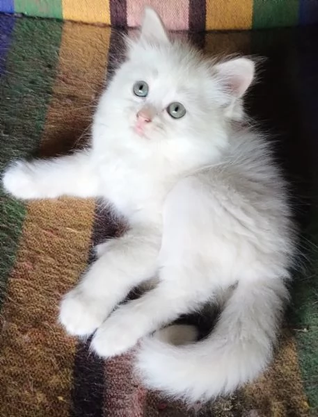 Gattina femmina simil siberiano  | Foto 3