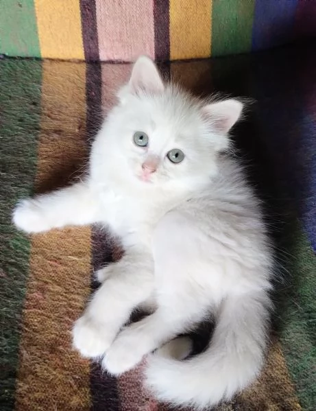 Gattina femmina simil siberiano  | Foto 2