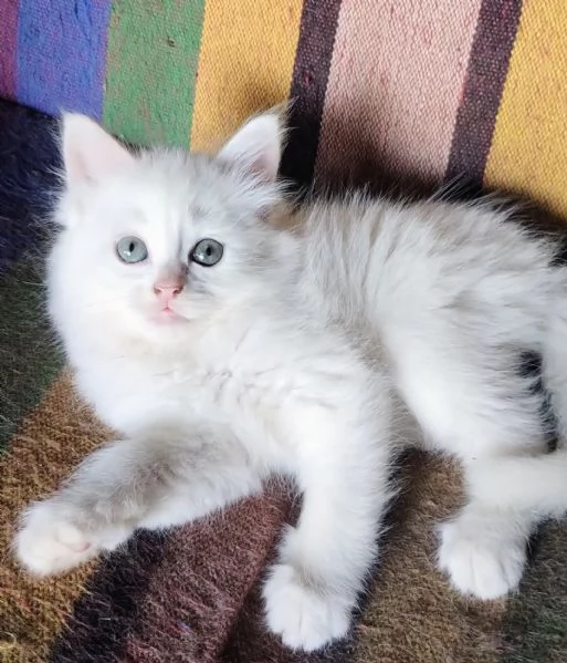 Gattina femmina simil siberiano 