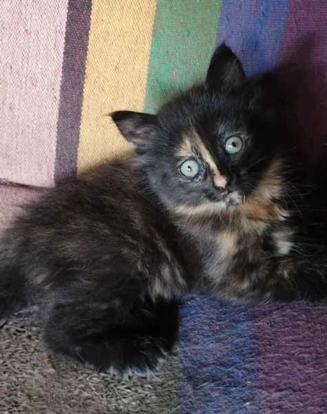 Gattina femmina simil siberiano  | Foto 5