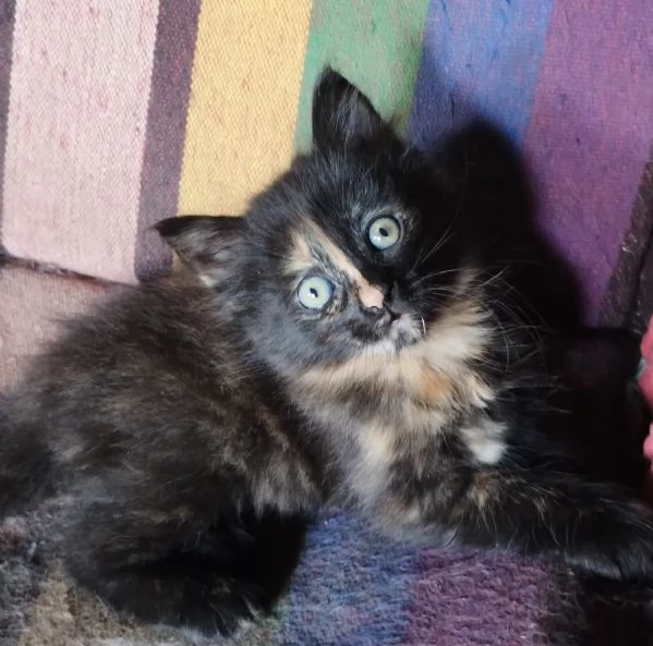 Gattina femmina simil siberiano  | Foto 4