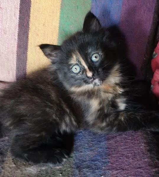 Gattina femmina simil siberiano  | Foto 3