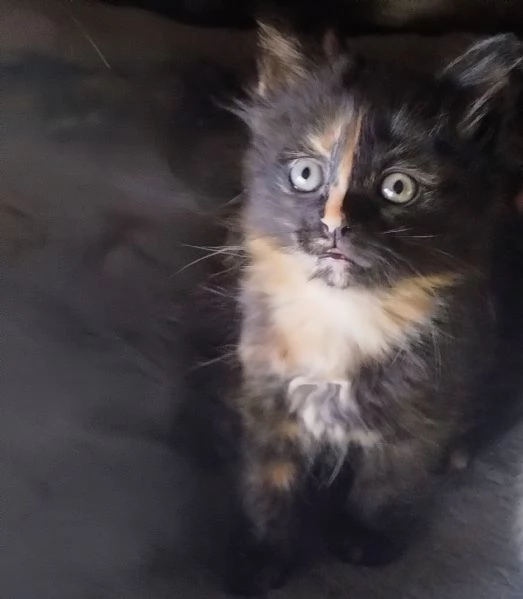 Gattina femmina simil siberiano  | Foto 2