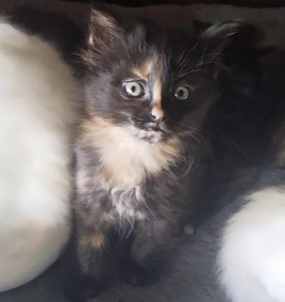 Gattina femmina simil siberiano 