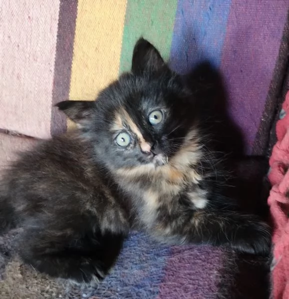 Gattina femmina simil siberiano  | Foto 1