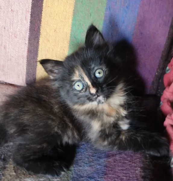 Gattina femmina simil siberiano  | Foto 0