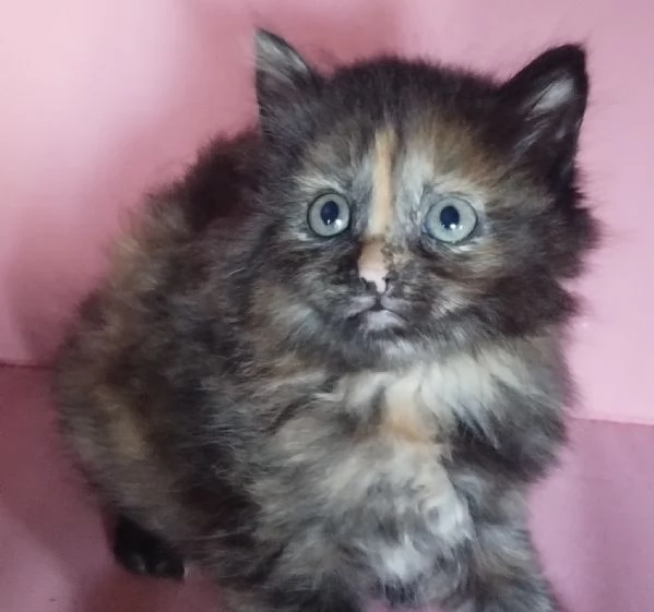 Gattina femmina simil siberiano 