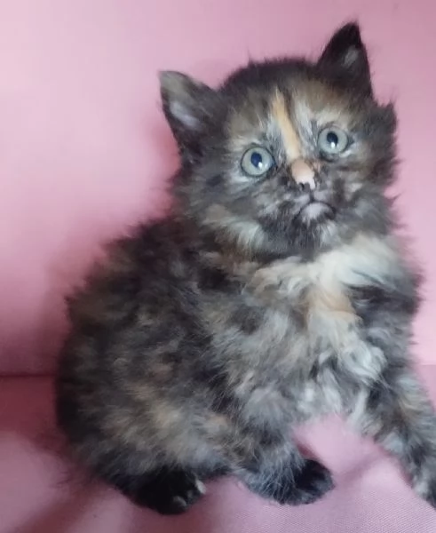Gattina femmina simil siberiano  | Foto 1
