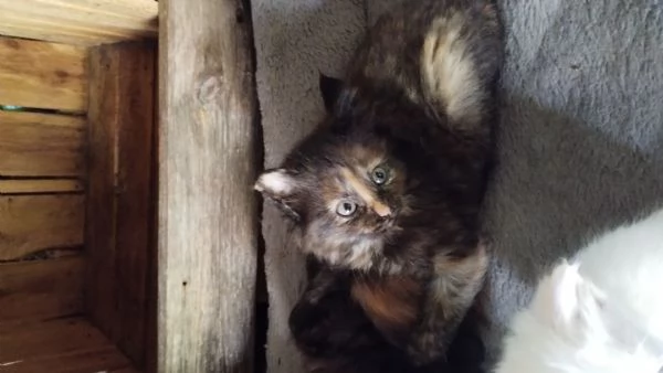 Gattina femmina simil siberiano  | Foto 0