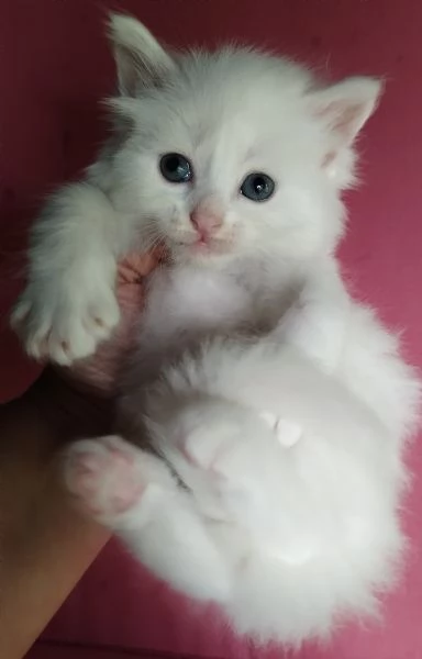 Gattino maschio simil siberiano  | Foto 5