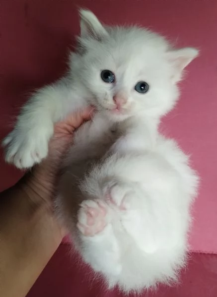 Gattino maschio simil siberiano 