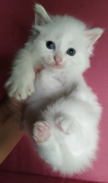 Gattino maschio simil siberiano  | Foto 4
