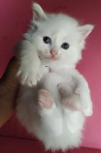 Gattino maschio simil siberiano  | Foto 3