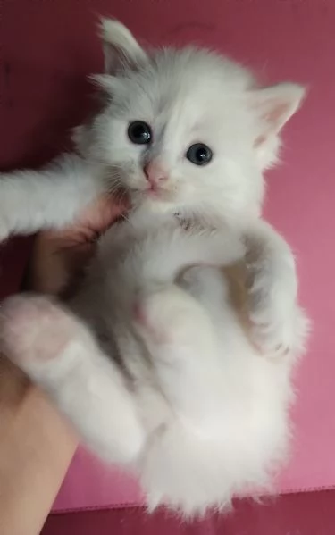 Gattino maschio simil siberiano  | Foto 2
