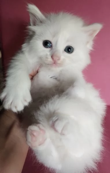 Gattino maschio simil siberiano  | Foto 1