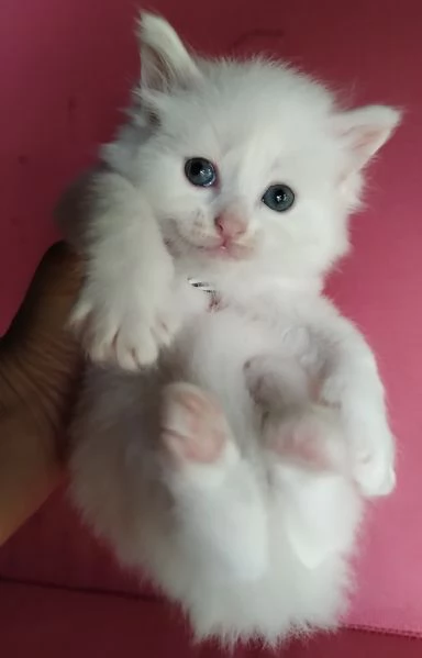 Gattino maschio simil siberiano  | Foto 0