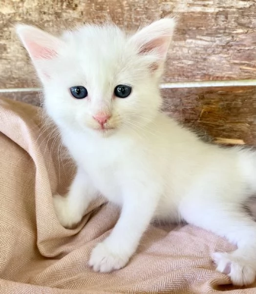 Gattina femmina simil Norvegese delle Foreste  | Foto 6