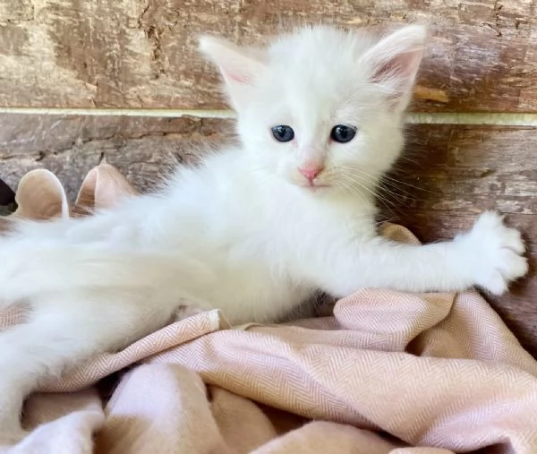 Gattina femmina simil Norvegese delle Foreste  | Foto 4