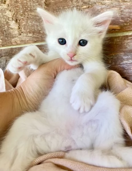 Gattina femmina simil Norvegese delle Foreste  | Foto 3
