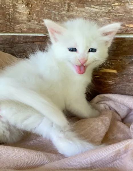 Gattina femmina simil Norvegese delle Foreste  | Foto 2