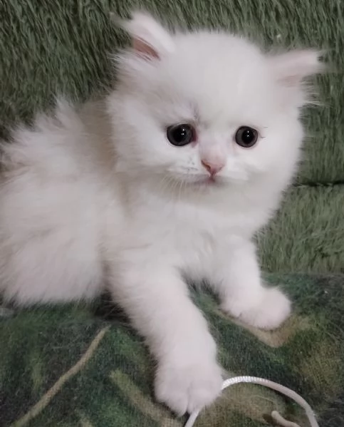 Gattina cucciola femmina persiana  | Foto 6