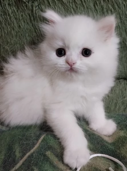 Gattina cucciola femmina persiana  | Foto 5