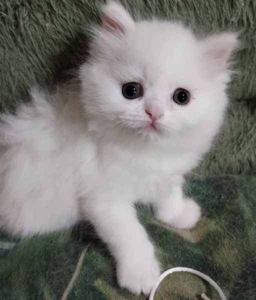 Gattina cucciola femmina persiana  | Foto 4