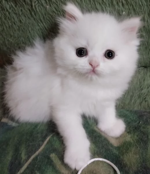 Gattina cucciola femmina persiana  | Foto 3