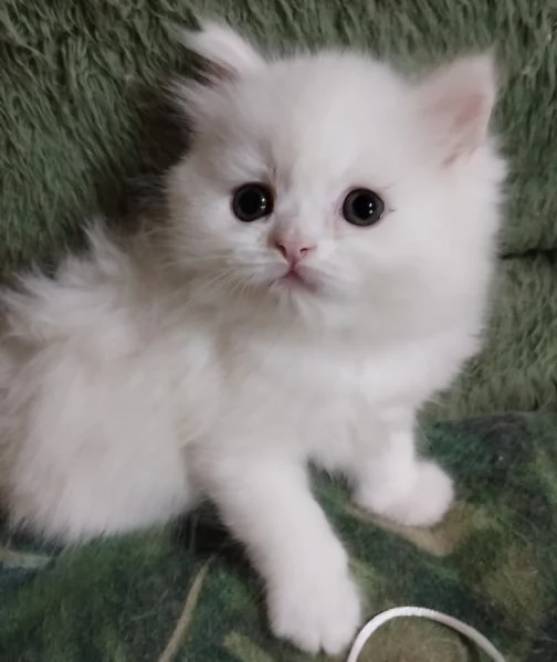 Gattina cucciola femmina persiana  | Foto 2